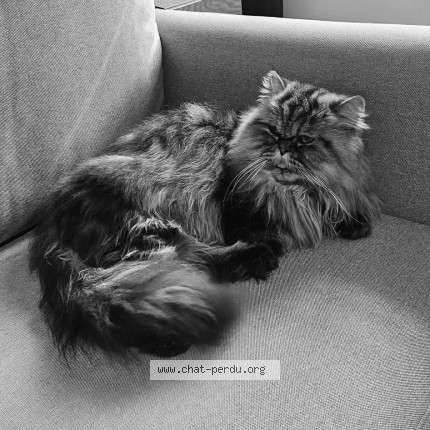 Photo 1/1 Chat trouvé Trouvé à Paris
