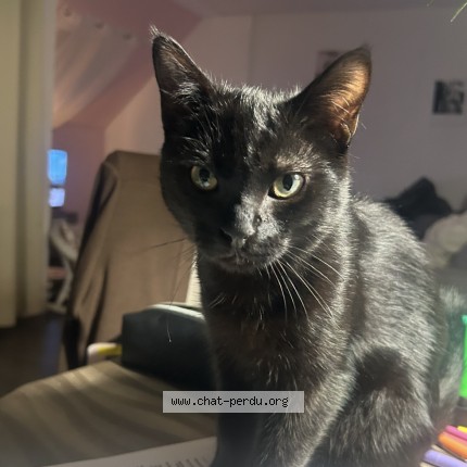 Photo de chat perdu à Villeneuve D Ascq