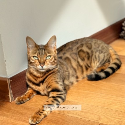 Photo 2/3 Sultane Chat perdu à Boulogne Billancourt