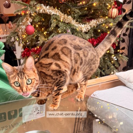 Photo 3/3 Sultane Chat perdu à Boulogne Billancourt