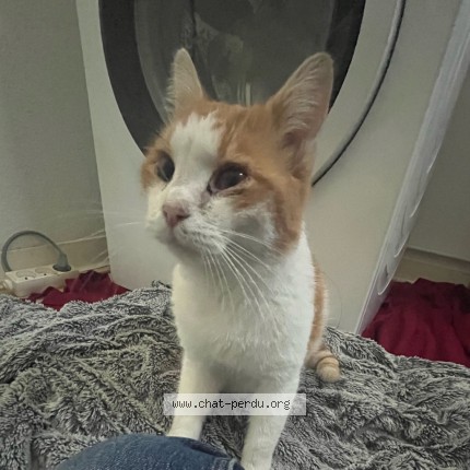 Photo de chat trouvé à St Barthelemy D Anjou