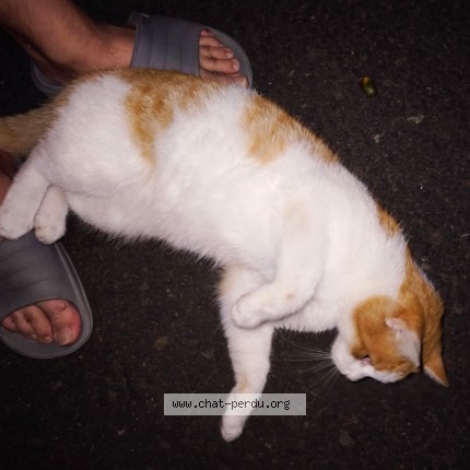 Photo 2/3 Chat trouvé Trouvé à St Barthelemy D Anjou