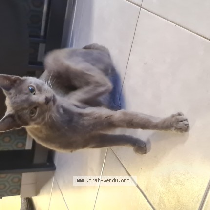Photo de chat trouvé à Matignon