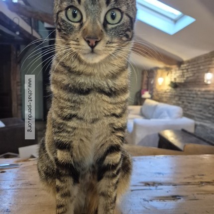 Photo de chat perdu à Buzet Sur Tarn