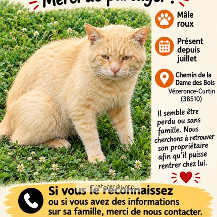 Photo 1/1 Chat trouvé Trouvé à Vezeronce Curtin
