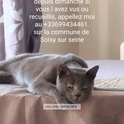 Photo 1/1 UNO Chat perdu à Soisy Sur Seine