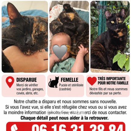 Photo 1/1 Nala Chat perdu à Istres