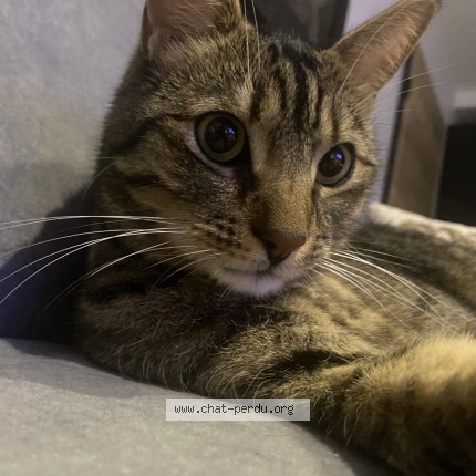 Photo de chat perdu à Oltingue