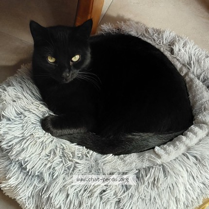 Photo 1/1 patapouf Chat perdu à Le Havre