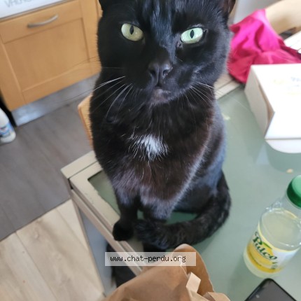 Photo 1/1 Chat retrouvé Perdu à Messimy