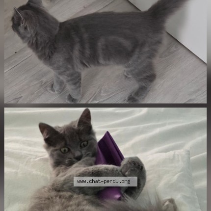 Photo 1/1 Chat trouvé Trouvé à Nieulle Sur Seudre
