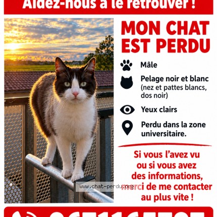 Photo de chat perdu à Talence
