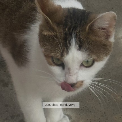 Photo 1/1 Chat trouvé Trouvé à Plaisance Du Touch