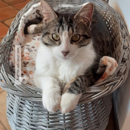 Photo 1/1 Pluton Chat perdu à Lacoste