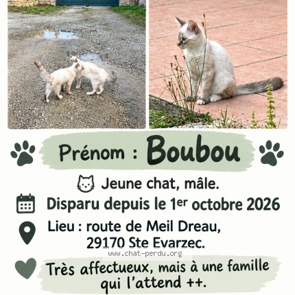 Photo 1/1 boubou Chat perdu à Saint Evarzec