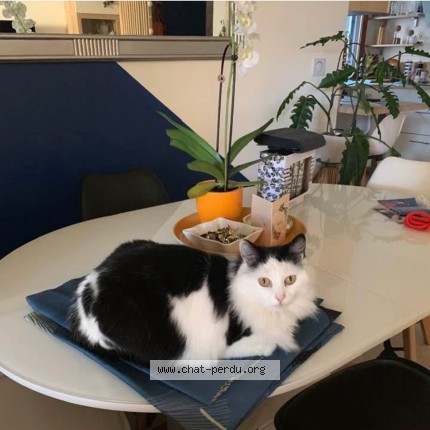 Photo de chat perdu à Biot