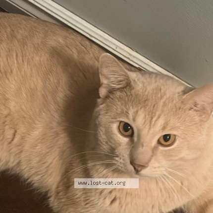 Photo 1/3 simbha Chat perdu à Calgary