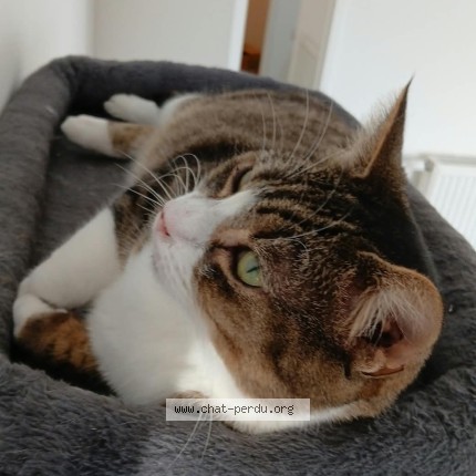 Photo de chat perdu à Escaudain