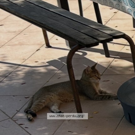 Photo de chat perdu à Brax