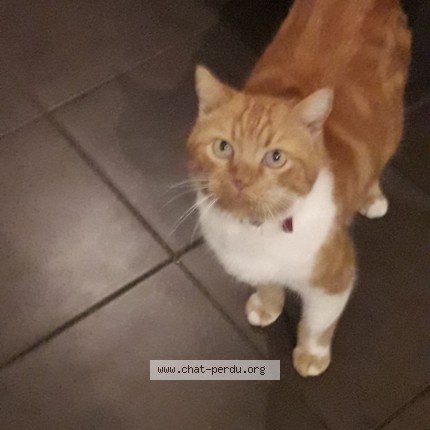 Photo de chat perdu à Pibrac