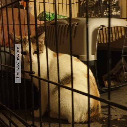 Photo de chat trouvé à Saint Amour