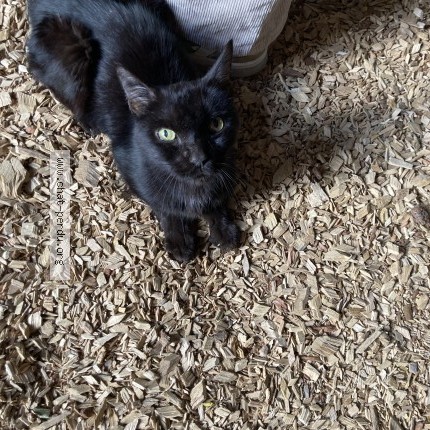 Photo 1/1 Chat trouvé Trouvé à Paris 14