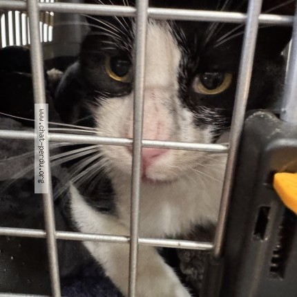 Photo de chat trouvé à Le Vesinet