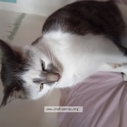 Photo 1/1 Chat trouvé Trouvé à Montreuil