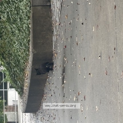 Photo 1/1 Chat trouvé Trouvé à Montreal
