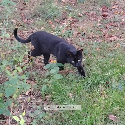 Photo 1/1 Chat retrouvé Perdu à Saint Etienne Du Bois