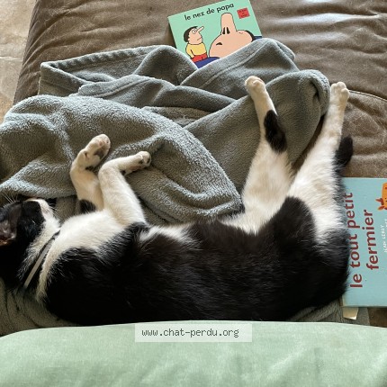 Photo de chat perdu à Rochecorbon