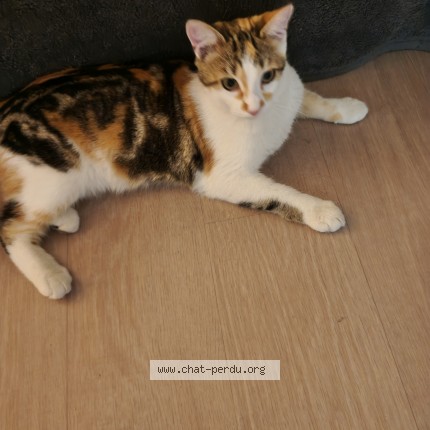 Photo de chat trouvé à Chatillon
