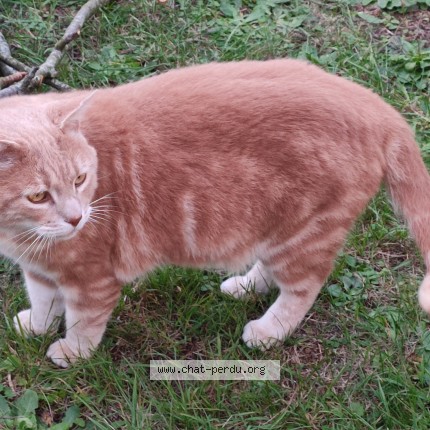Photo de chat trouvé à Etrepagny