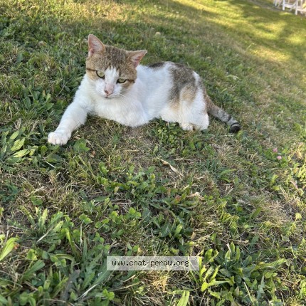 Photo de chat perdu à Tournus