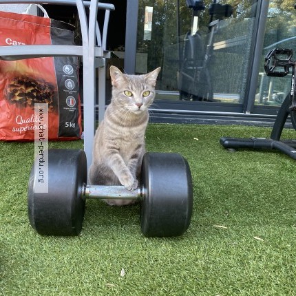Photo de chat perdu à Le Pradet