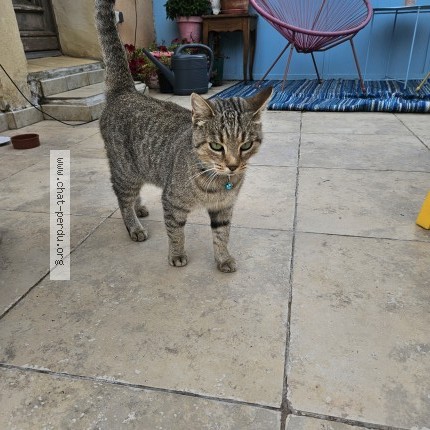 Photo de chat trouvé à Cadenet