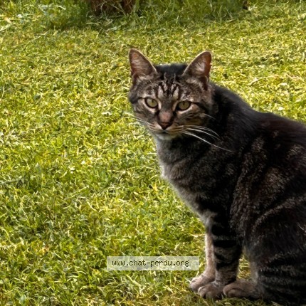 Photo 2/2 Chat retrouvé Perdu à Malemort