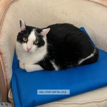 Photo de chat perdu à Montastruc La Conseillere
