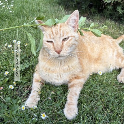 Photo 1/1 Léo Chat perdu à Maretz