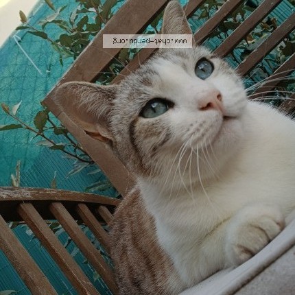 Photo de chat perdu à Saint Juery