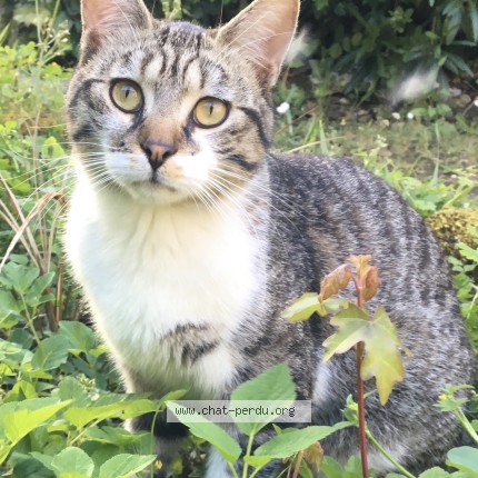 Photo de chat perdu à Pyla Sur Mer