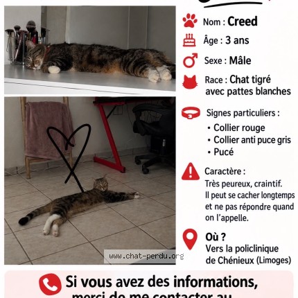 Photo 1/1 creed Chat perdu à Limoges