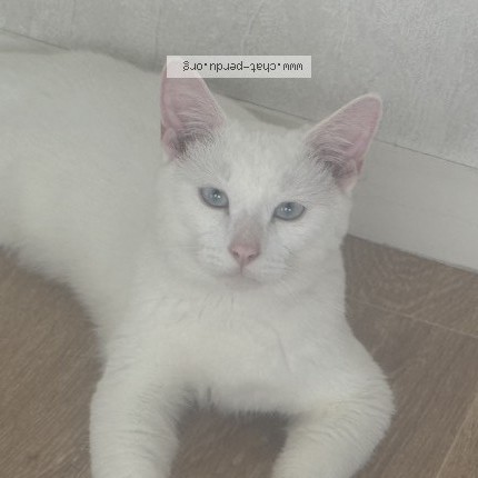 Photo de chat perdu à Clayes