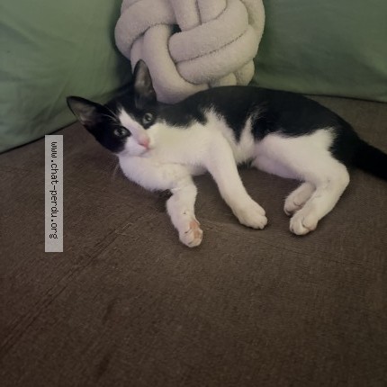 Photo de chat perdu à Le Breuil
