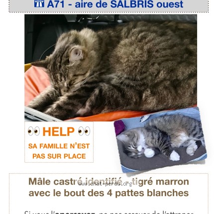 Photo 1/1 jungle Chat perdu à Salbris