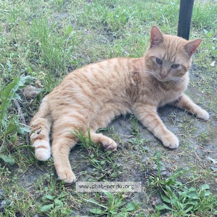 Photo 1/1 Chat retrouvé Perdu à Montlucon