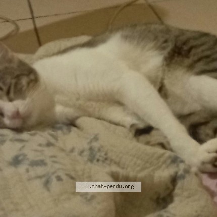 Photo 1/1 Chat trouvé Trouvé à Marseille