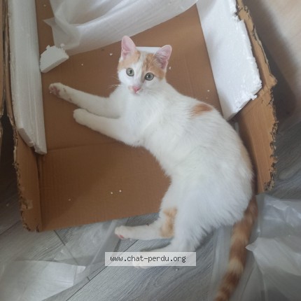 Photo 1/1 Chat retrouvé Perdu à Voiron