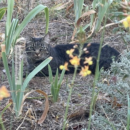 Photo 1/3 Chat trouvé Trouvé à Montpellier