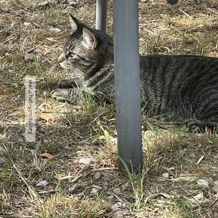 Photo 2/3 Chat trouvé Trouvé à Montpellier
